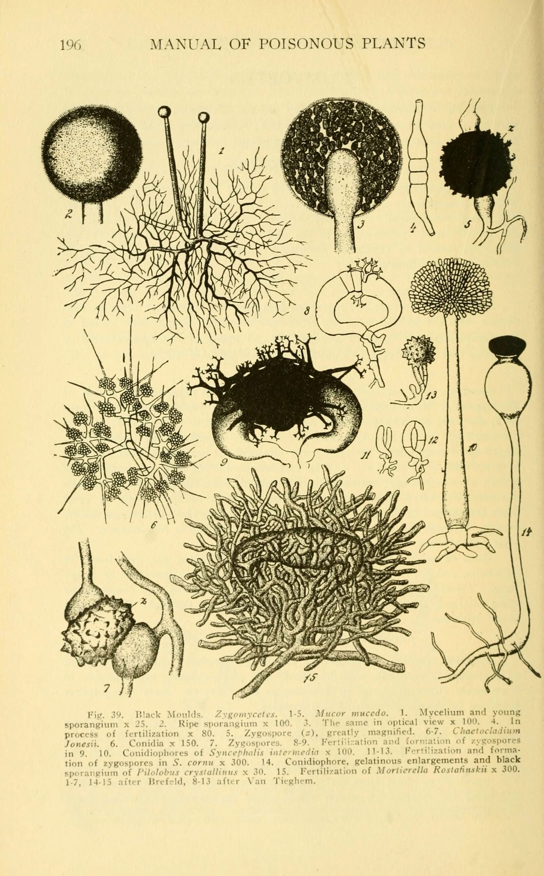 Poison plant. Poison Plants sign. Poison Plants for Cattle.