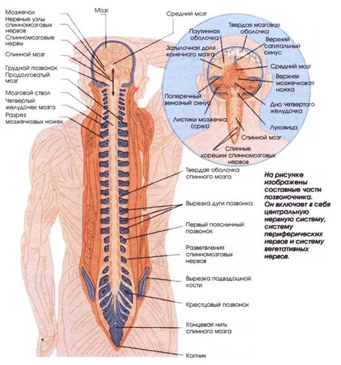Центральная нервная система анатомия. Строение ЦНС анатомия. Структуры центральной нервной системы человека. Анатомия центральной нерв. Анатомия нервы центральной системы.