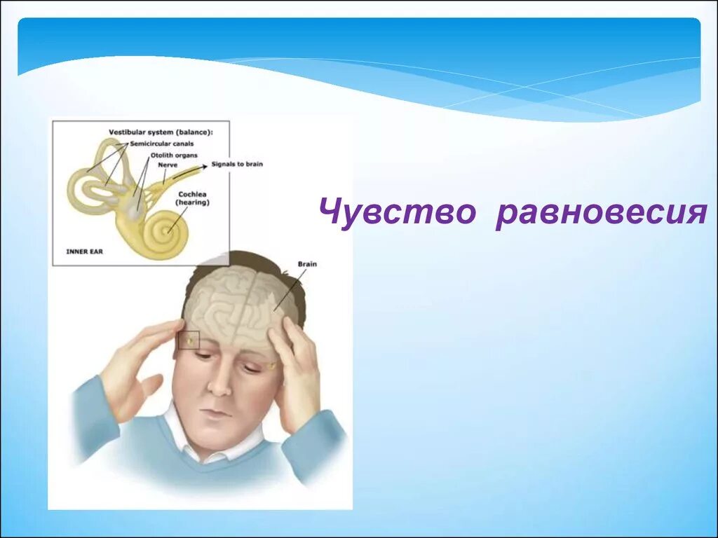 Ощущение равновесие. Чувство равновесия. Чувство равновесия у человека. Чувство равновесия картинки. Как человек чувствует равновесие.