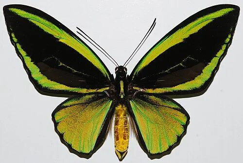 Орнитоптера александры из красной книги фото mariposa alas de pajaro Alas de pájaro, Alas, Pinturas mexicanas