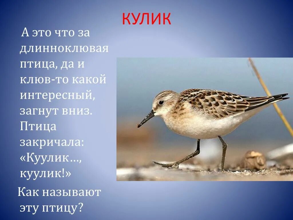 Девиз птиц. Кулик птица. Кулики птицы клювы. Кулик окружающий мир. Кулик птица фото.