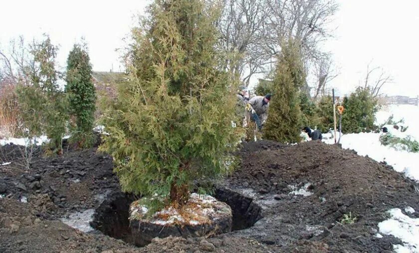 Можжевельник взрослое дерево. Пересадить взрослое дерево. Окопать деревья. Корни можжевельника. Как пересадить можжевельник на другое место