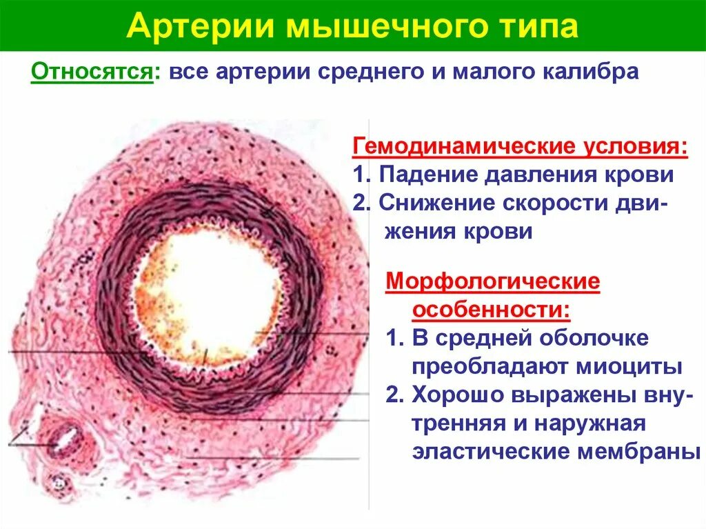 Артерия мышечного типа препарат гистология. Артерия мышечного типа гистология. Артерия среднего калибра гистология. Мышечный слой артерий и вен