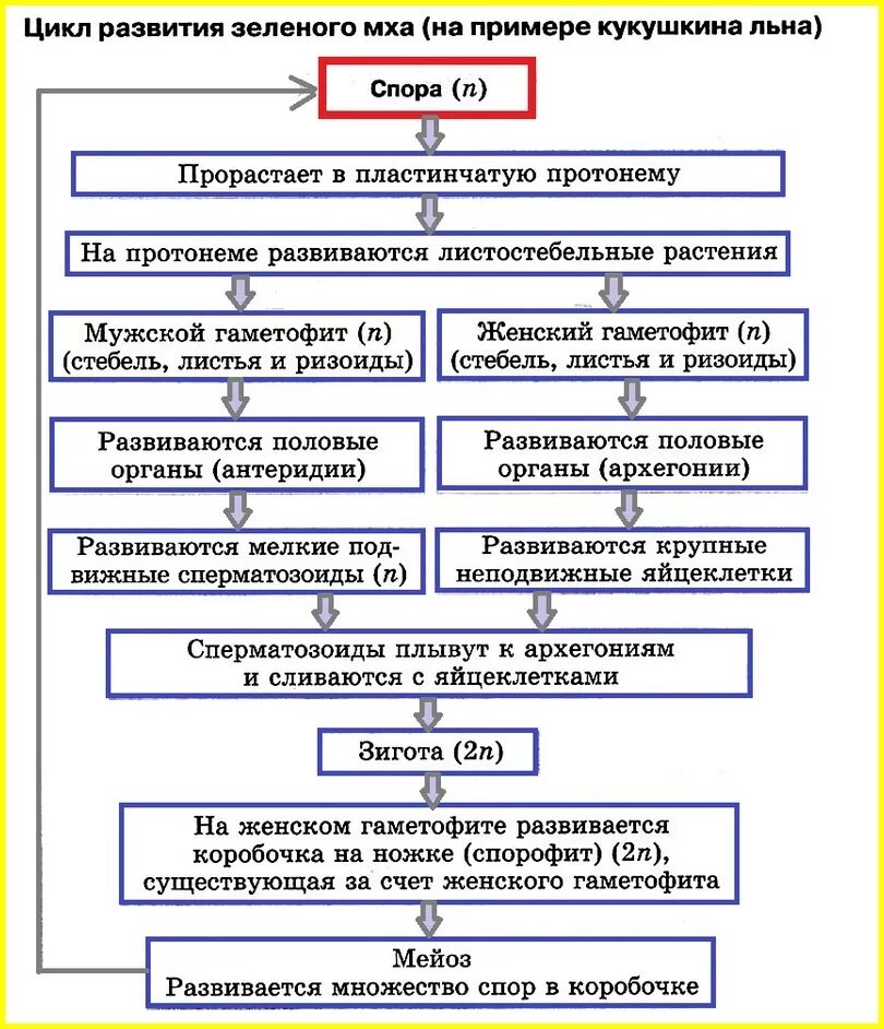 Этапы жизненного цикла кукушкина льна. Цикл развития зеленого мха схема. Жизненный цикл мха Кукушкин лен таблица. Цикл развития зелёного мха Кукушкин лён. Цикл развития мха Кукушкин лен схема.