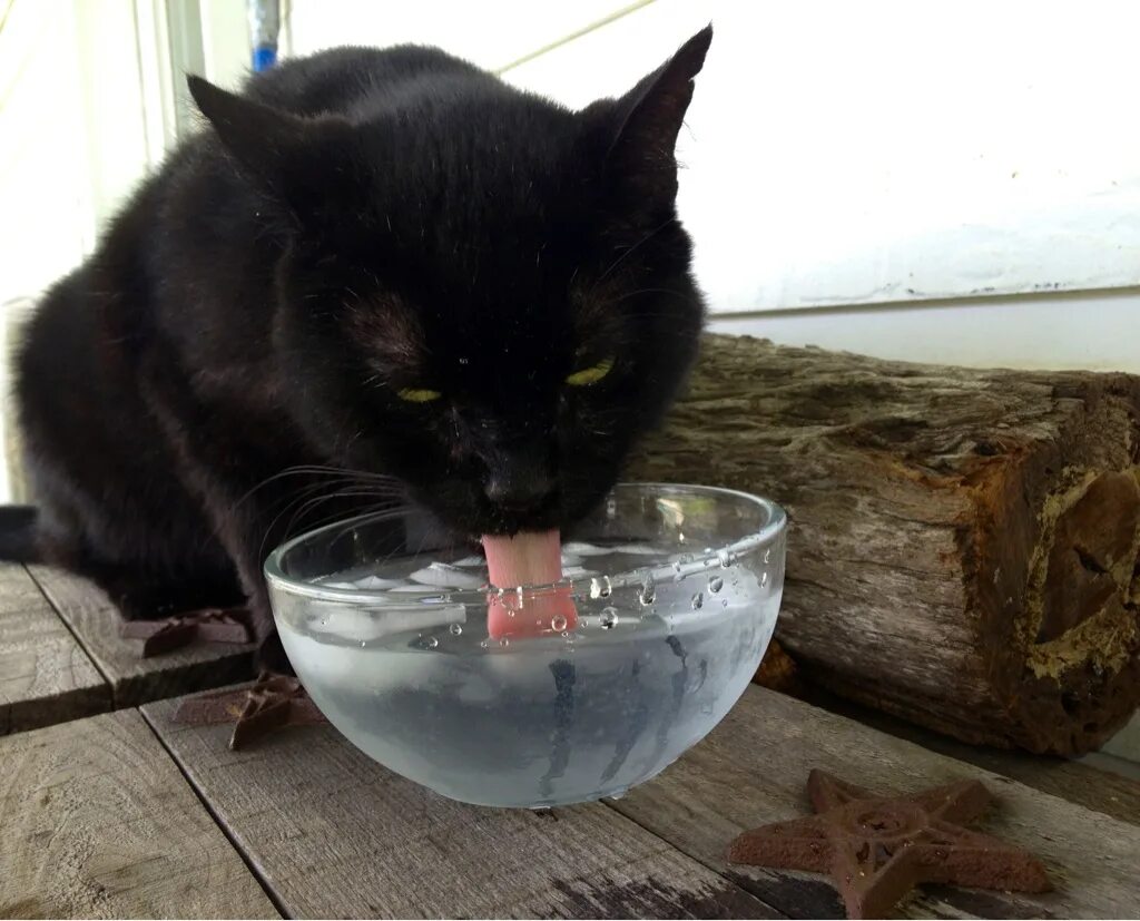 Жадно пьют воду. Кошка жадничает. Котик жадно пьет. Кот жадно пьет воду. Жадно пьет.