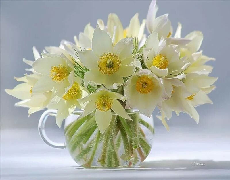 примула первоцвет весенний букет. весенний букет. доброе утро первые цветы. весенний натюрморт. подснежник galanthus, подснежник снежный galanthus nivalis.