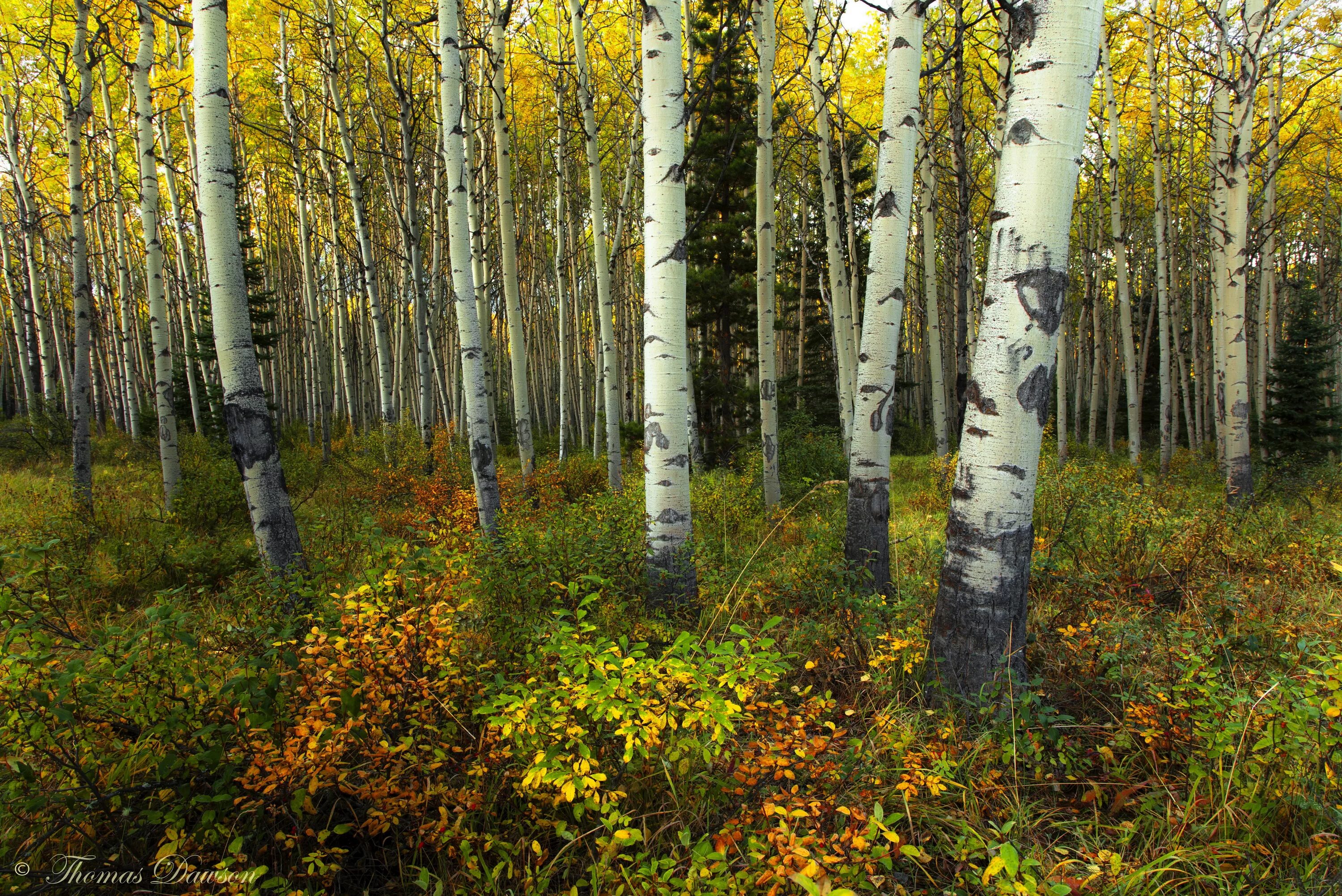 берёзовая роща красноуфимск. березовый лес. русь природа нижегородская область. сосна и береза. пейзаж березовая роща золотая.