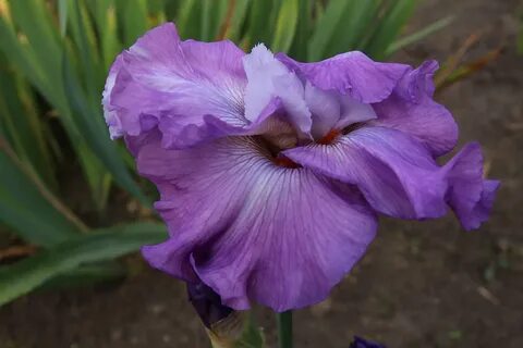 Iris full
