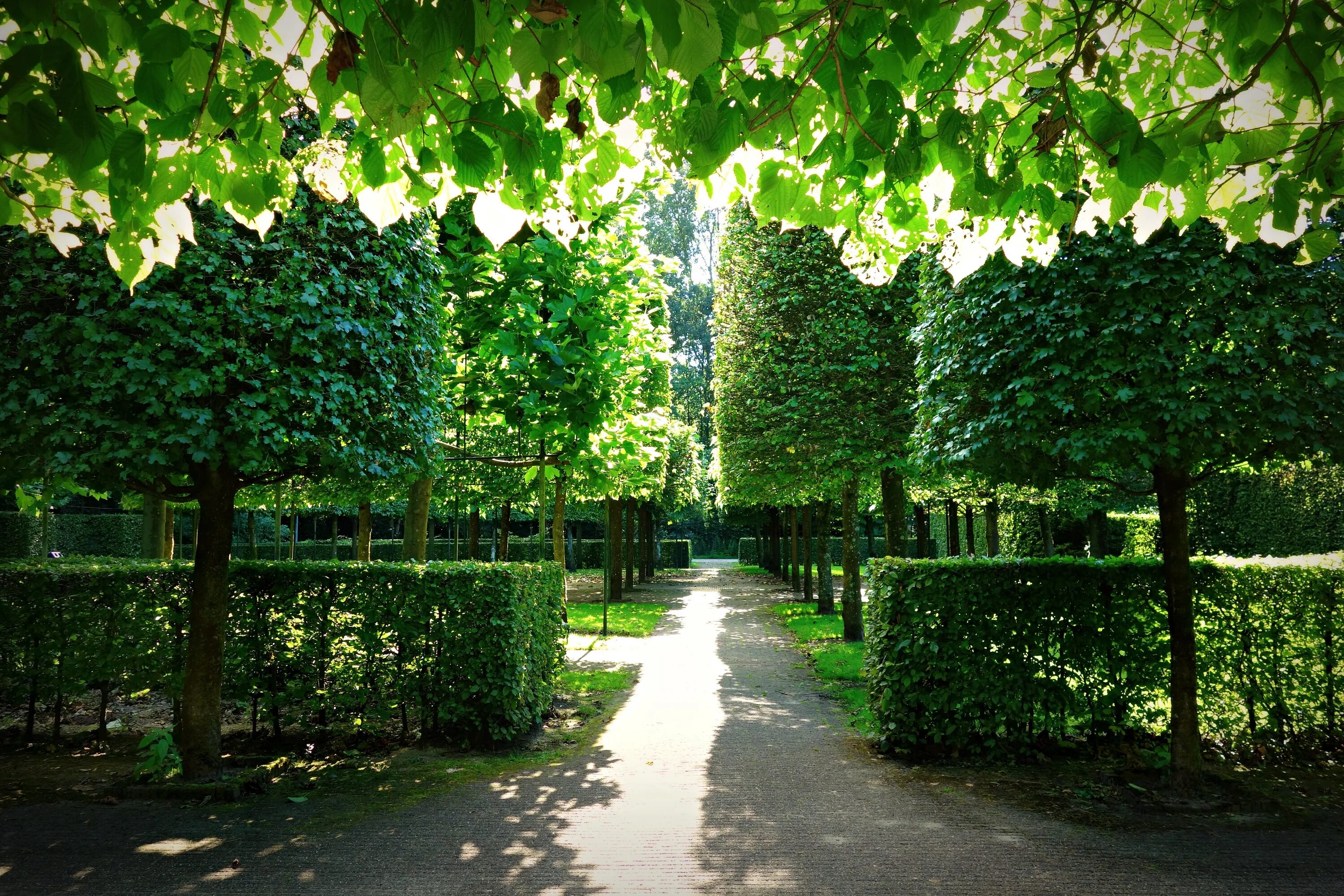 Зелен сад 30. Голландский сад изгородь. Булонский сад деревья. Парк с живой изгородью. Парки Франции изгородь.
