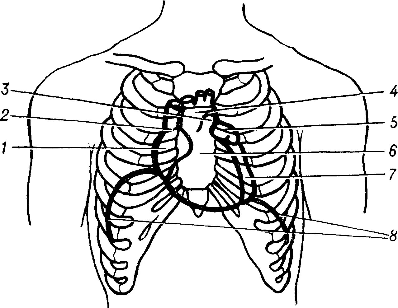 Топография сердца в грудной клетке. Топография сердца скелетотопия. Скелетотопия диафрагмы. Топография сердца границы.
