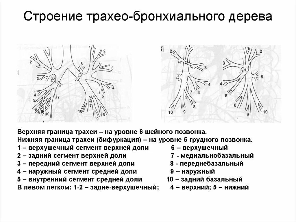 Схема бронхов