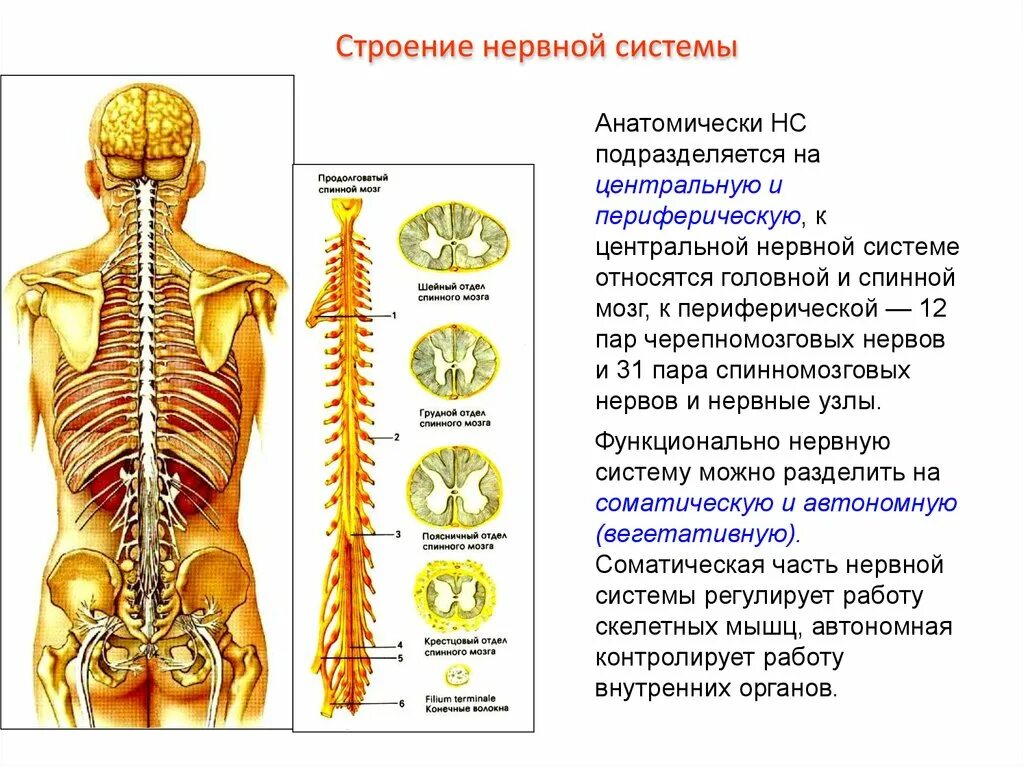 Строение работа нервной системы. Нервная система. нервная система человека. строение нервной системы. нервная система человека анатомия.