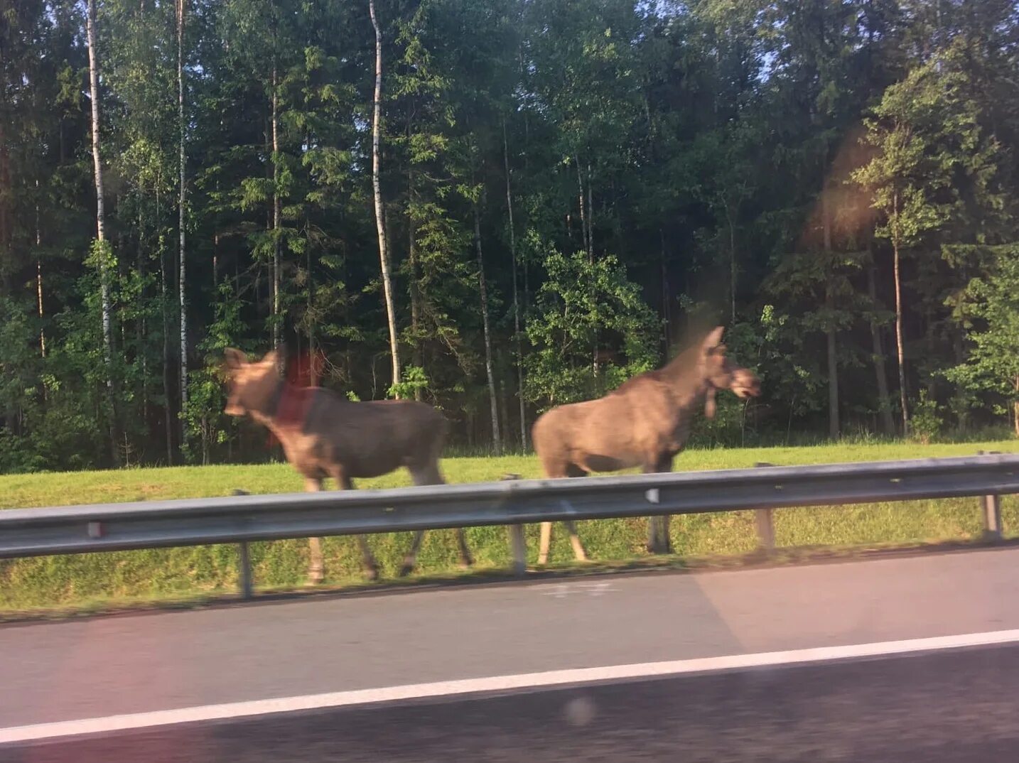 Подходим к лосю. Лось Выборг.