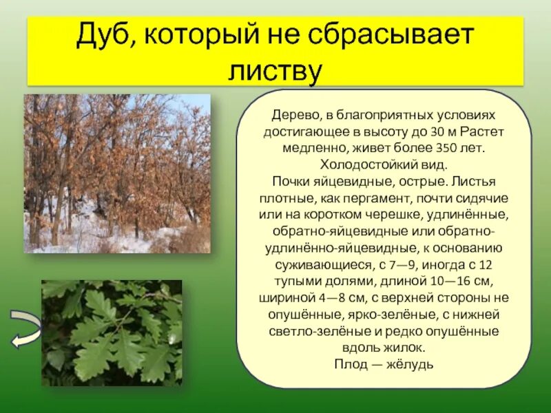 Дерево не дало листьев. Растения которые не сбрасывают листву. Деревья которые не сбрасывают листья. Деревья сбрасывают листья. Лиственное дерево опадает листва.