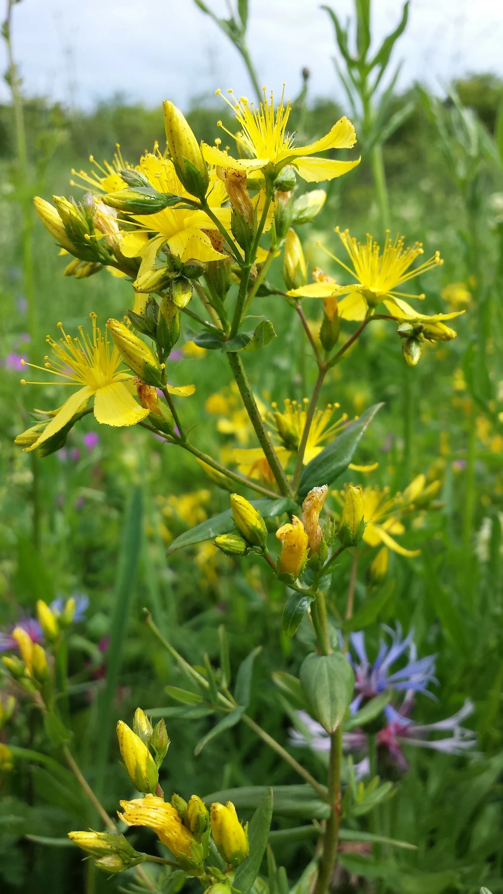 Зверобой Луговой. Зверобой растение. Зверобой узколистный. Hypericum elegans.