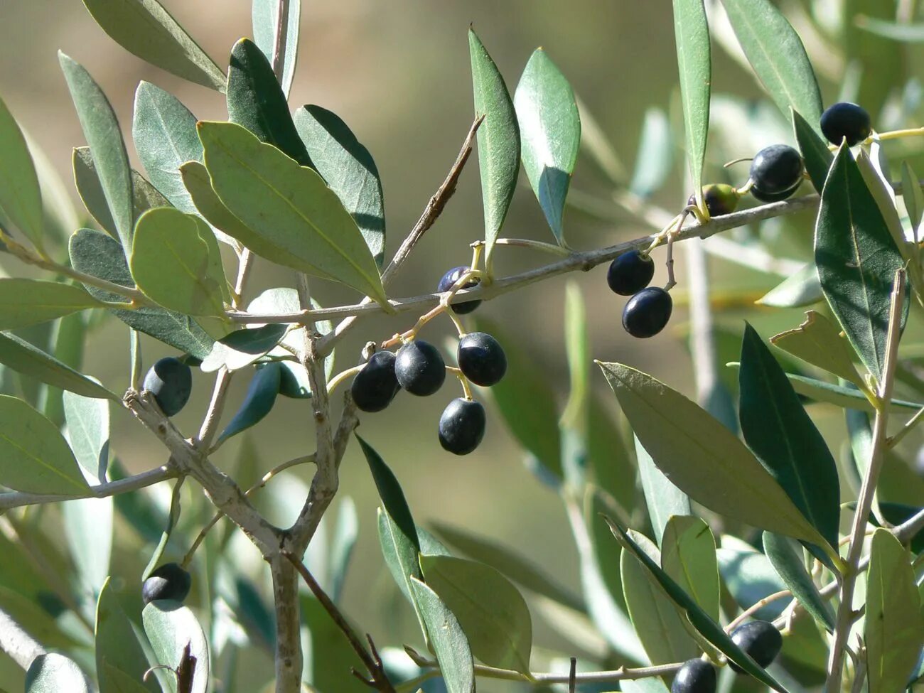 Olea europaea fruit oil. Маслина европейская - Olea europaea. Олива европейская (oleaeuropea). Лавролистная маслина. Олива лавролистная.