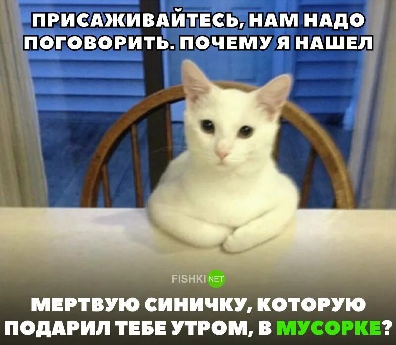 Кот нам надо поговорить. Присядь нам надо поговорить. Кот садись нам надо поговорить. Надо поговорить картинки.