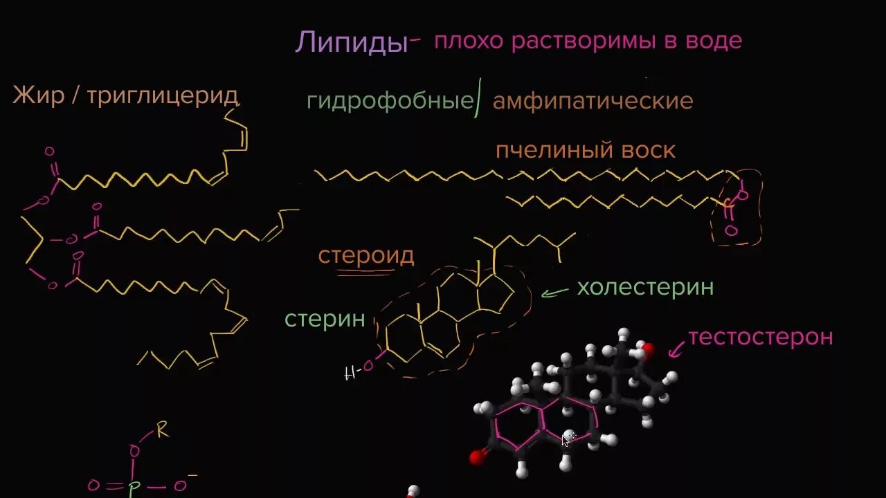 Биополимеры липидов. Липиды хорошо растворимы в воде. Липиды биохимия. Амфифильные липиды. Липиды растворимы в.