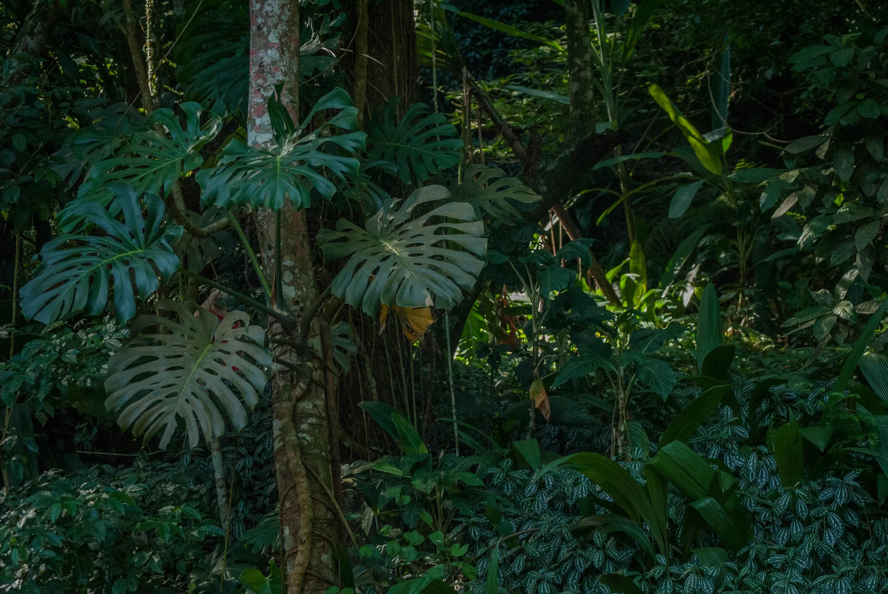 Монстера крупнолистная. Монстера Карстениана. Монстера лиановидная. Rainforest plants