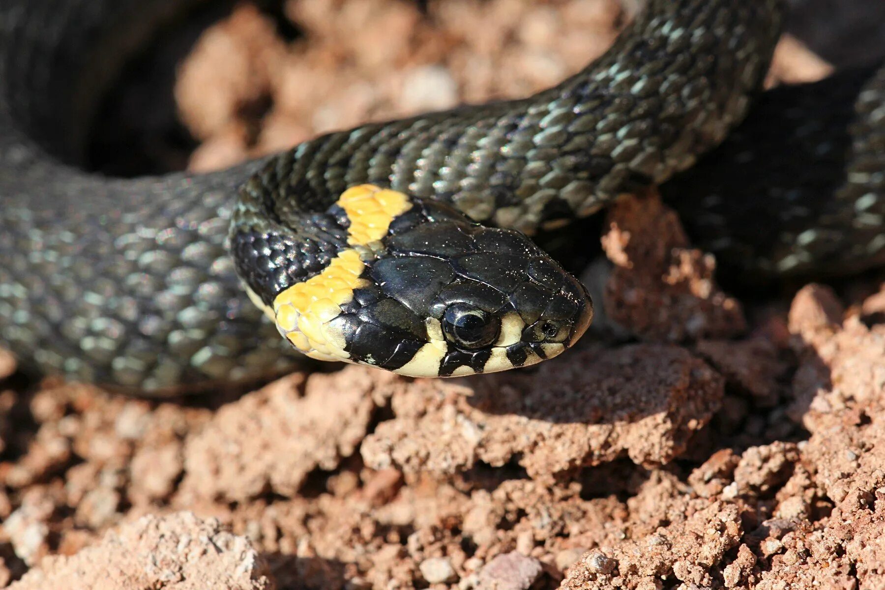 Черная с желтыми пятнами на голове. Уж обыкновенный - змея неядовитая. Крымский полоз змея. Гадюка полоз уж. Полоз змея неядовитая.