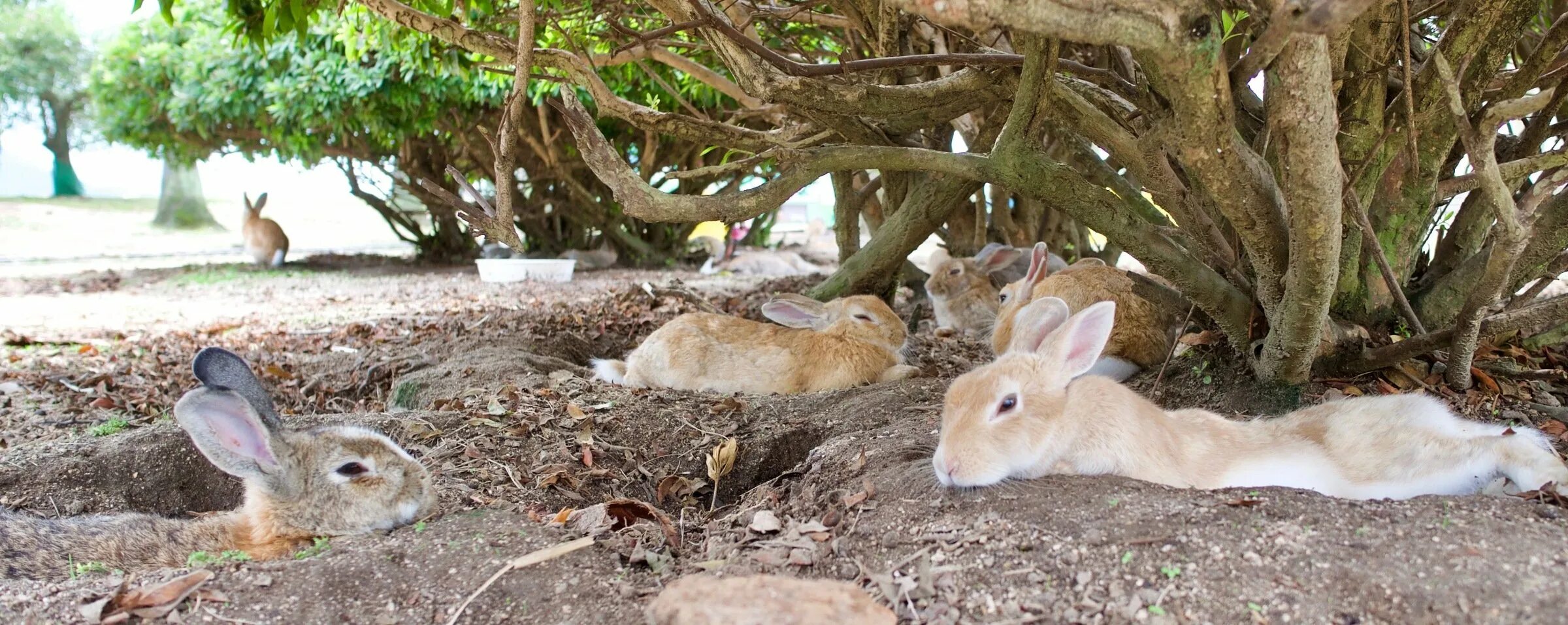 Rabbit turkey. Окуносима кроличий остров. Остров кроликов Окуносима. Кроличий остров Бодрум. Остров кроликов Окуносима в Японии.