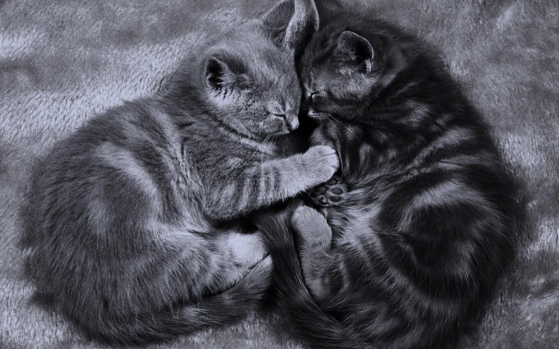 Котики обнимаются. Кошки любовь. Влюбленные котята. Два кота. Картинки с любящими котиками