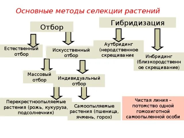 Основные методы селекции отбор гибридизация мутагенез. Методы селекции схема 9 класс биология. Метод искусственного отбора в селекции животных. Схема методы селекции 11 класс.