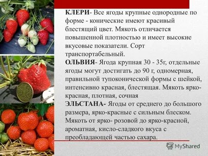 Клери сорт клубники характеристика и описание