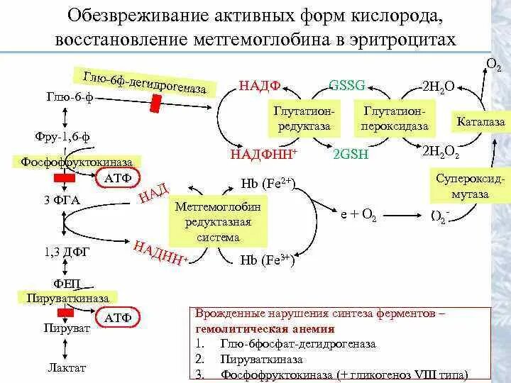 Образование активных форм кислорода в эритроцитах биохимия. Схема метаболизма глутатион. Реакция образования метгемоглобина. Ферменты обезвреживающие активные формы кислорода.