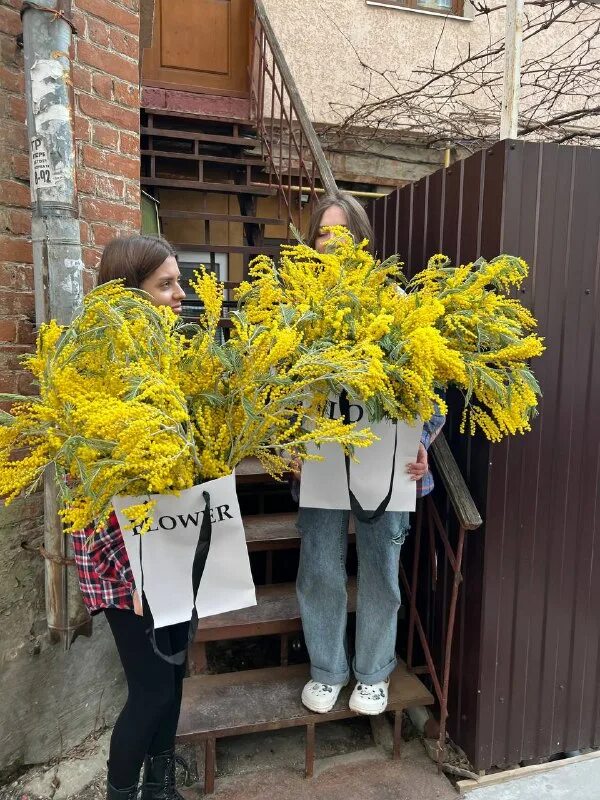 Как сохранить мимозу пушистой дома. Как сохранить мимозу пушистой дома. Мимоза пушистая. Мимоза цветок. Мимоза цветок букет.