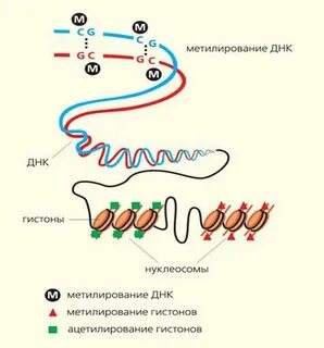 Днк после поцелуя