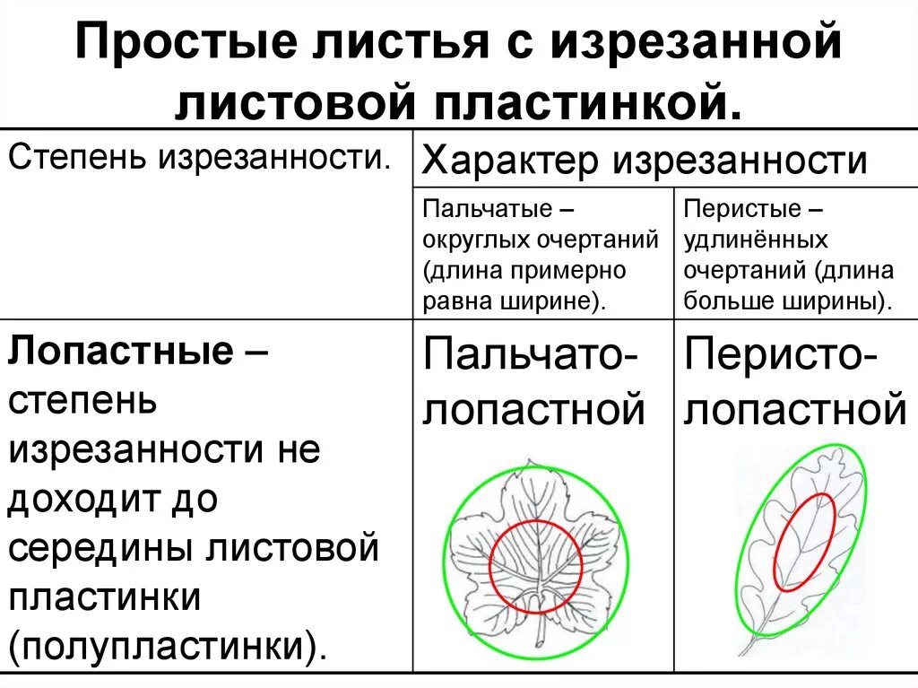 Типы расчленения листовой пластины. Типы сложных листьев. Типы форм листовых пластинок. Красивые листья деревьев. Листья с изрезанной листовой пластинкой.