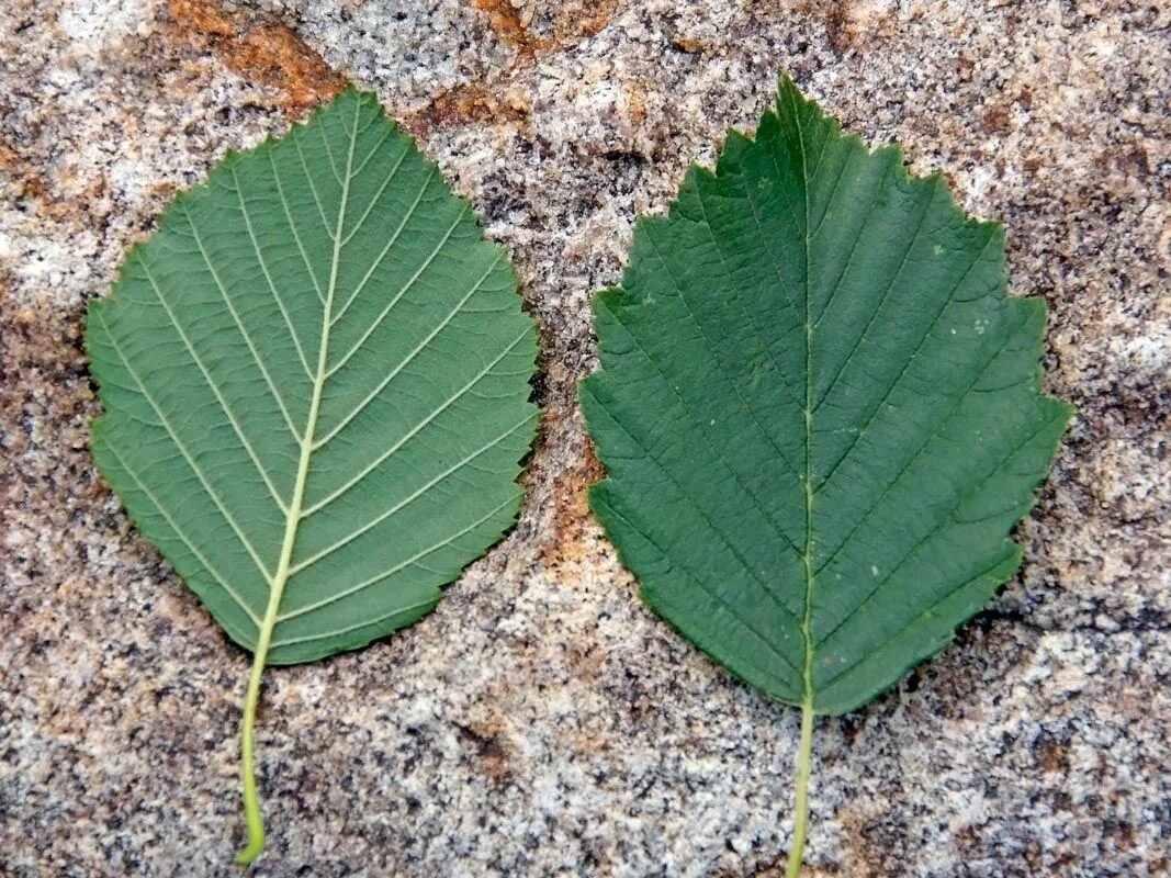 Ольха дерево листья. Лист ольхи. Ольха сердцевидная. Ольха серая Alnus incana.