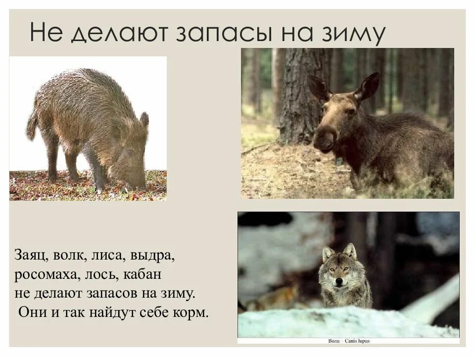 Кабан заяц