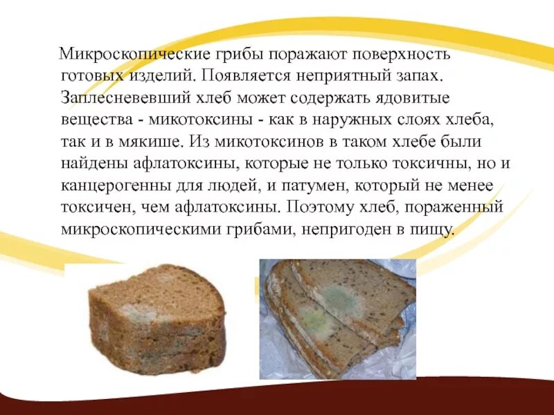 Пушистый налет видимый на поверхности заплесневевшего хлеба. Пушистый налет видимый на поверхности заплесневевшего хлеба