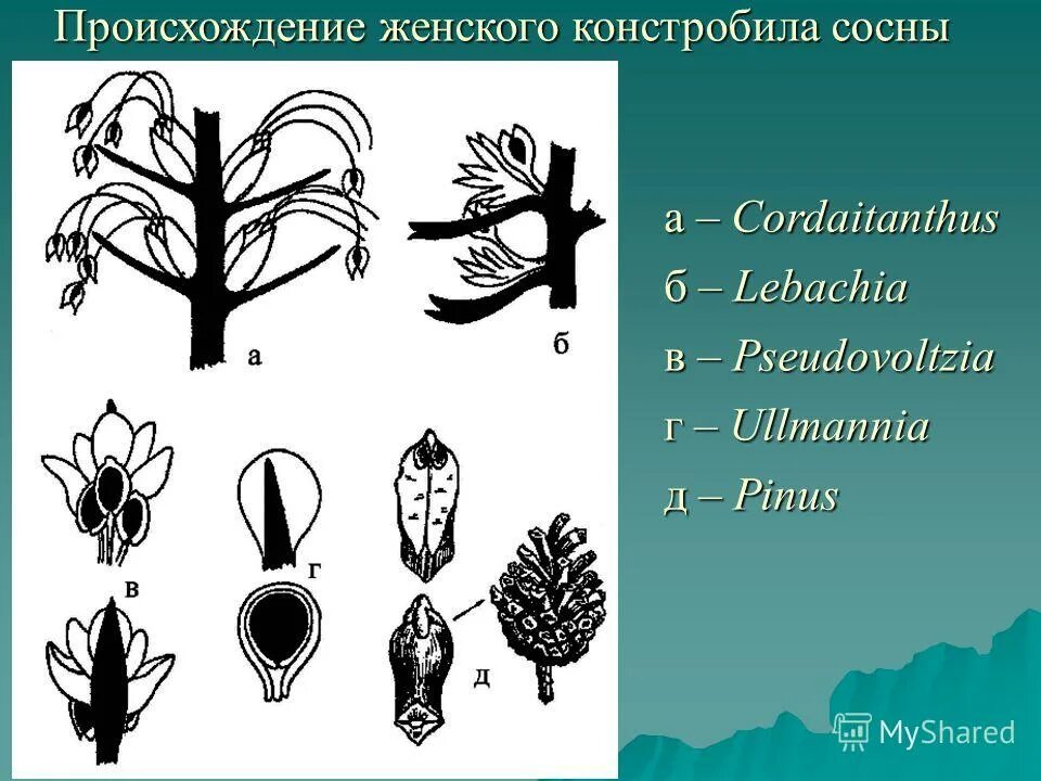 имена на латыни. происхождение женского. возникновение цветка. русские имена латинского происхождения. имя ольга значение имени.