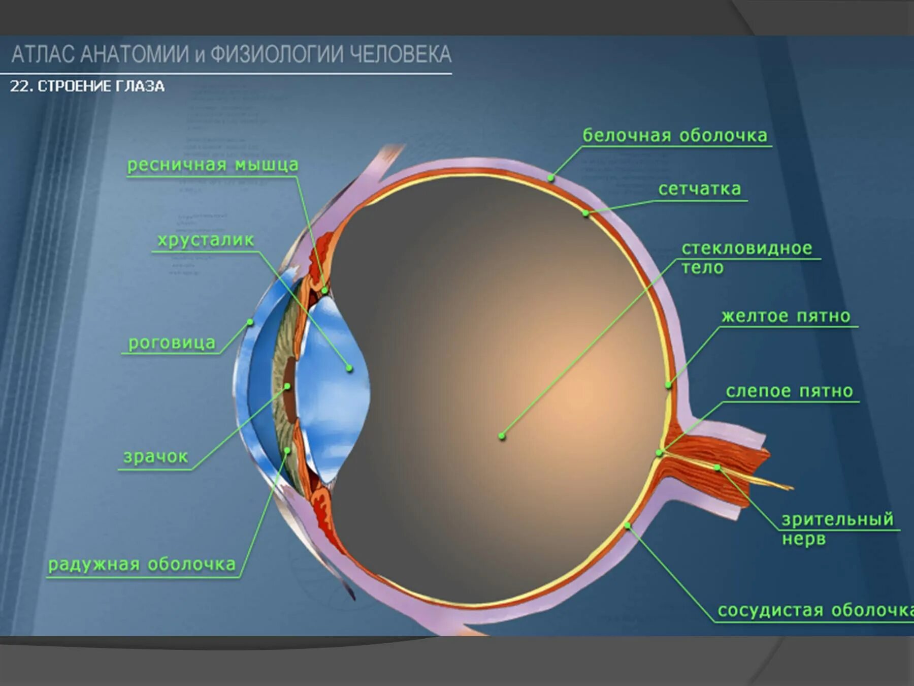 Роговица зрительная зона коры мозга стекловидное тело. Зрительный нерв роговица хрусталик 6 сетчатка. Строение глаза человека анатомический атлас. Строение глаза пластическая анатомия. Сетчатка белочная оболочка сосудистая оболочка.