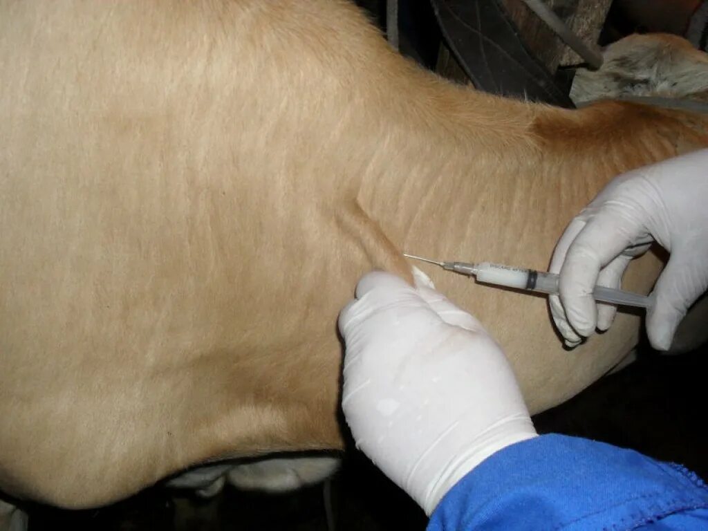 Колоть лошадей. Внутрикожная туберкулинизация КРС. Укол корове внутримышечно.