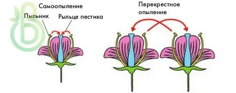 Плод развивающийся из цветка с несколькими пестиками