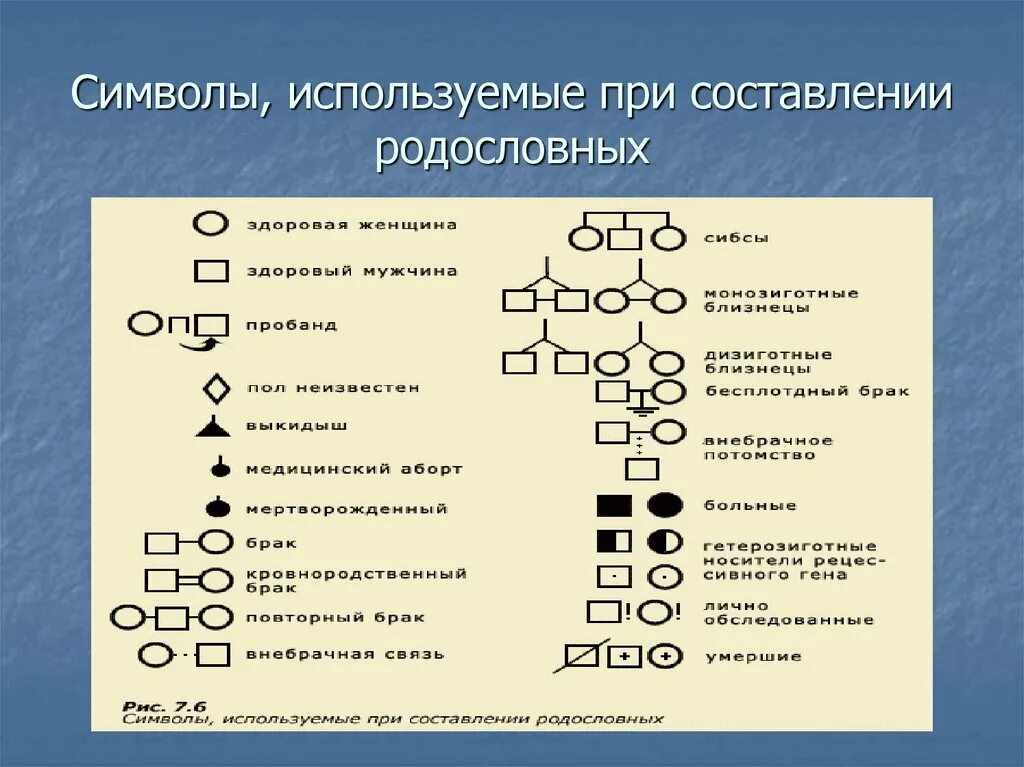 Практическая составление родословной