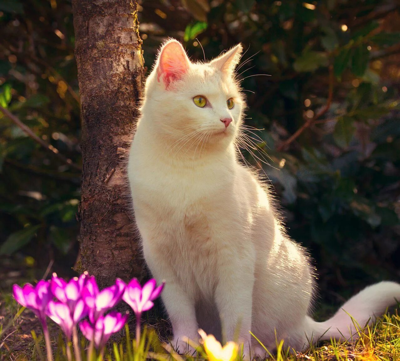 Фото сидящей кошки. Кошка сидит. Сидячая кошка. Белый кот сидит. Кошка красиво сидит.