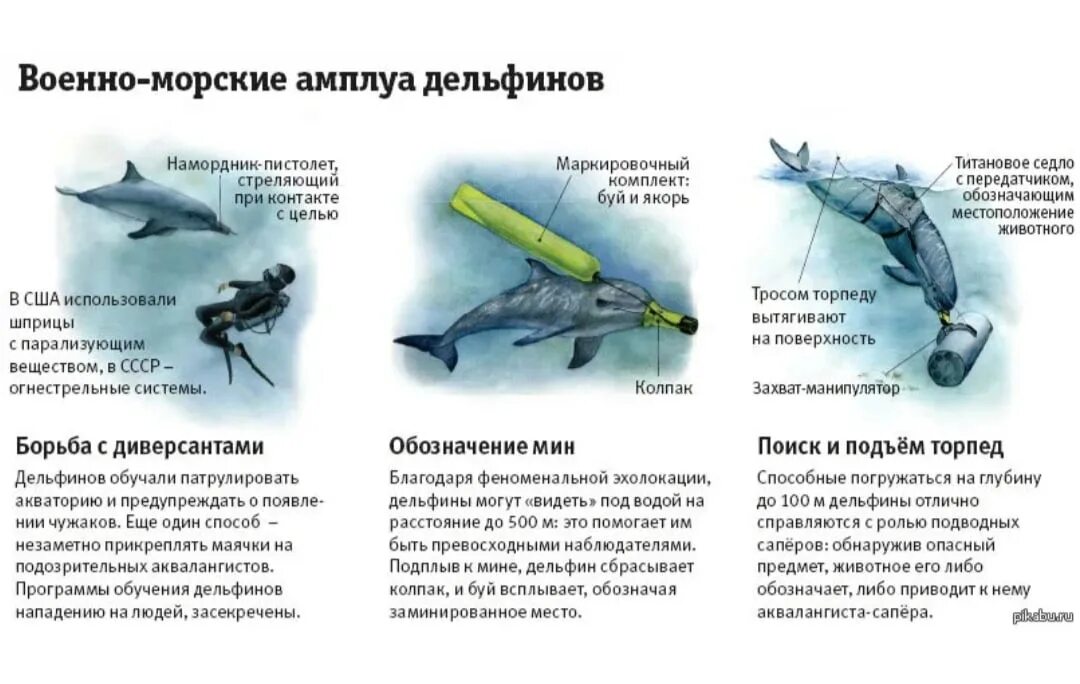 Цель торпеды. Боевые дельфины во время Великой Отечественной войны. Боевые дельфины Черноморского флота. Дельфины в Великую отечественную войну. Дельфины диверсанты боевые.