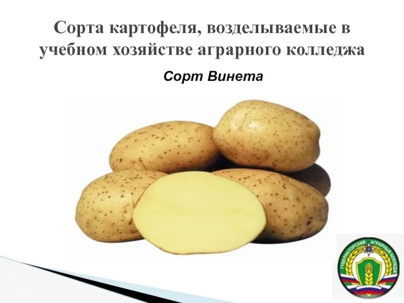 Семенной картофель Винета. Винета сорт картофеля характеристика. Сорт Венета картофель характеристика.