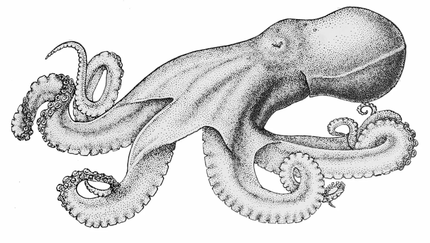 Головоногий рисунок. Головоногие моллюски моллюски. Muusoctopus leioderma. Осьминог. Головоногие рисунок.