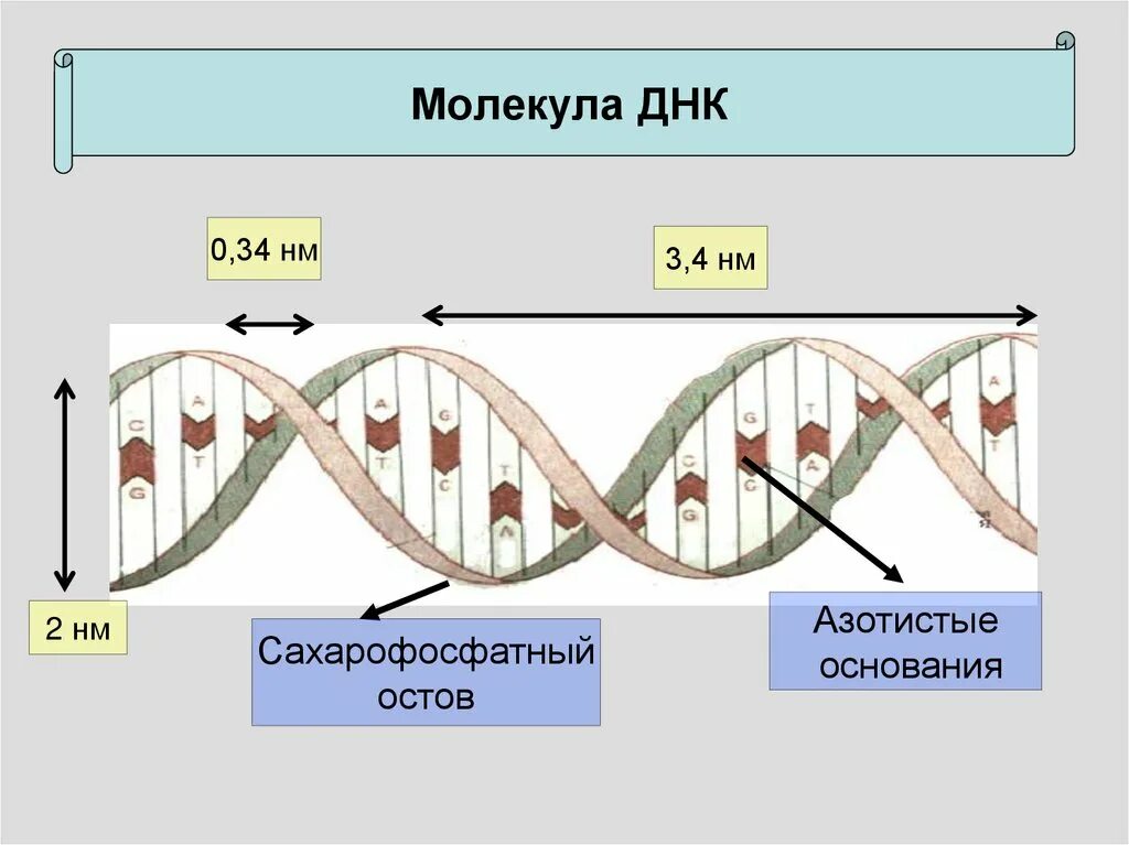Сахарофосфатный остов ДНК. Сахарофосфатный скелет ДНК. Махарофосфатный Остоф. Цепь ДНК.