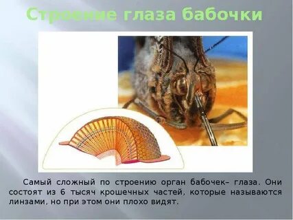 Орган бабочки