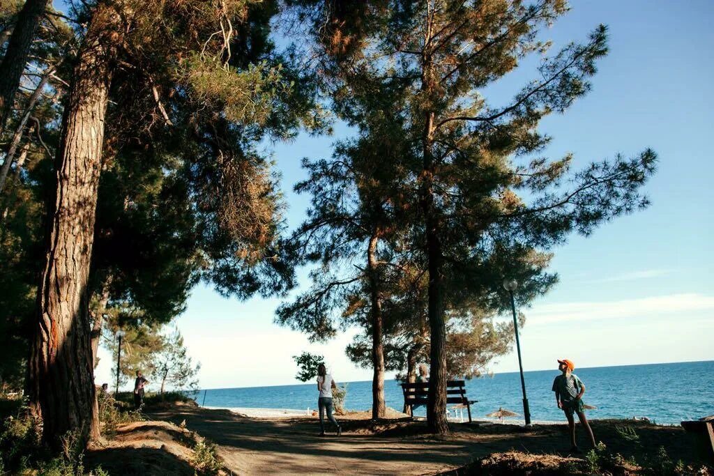 Абхазия Пицунда пляж Кипарисовая аллея. Кипарисовая роща Абхазия Пицунда. Пицунда 2024. Пицунда 1960. Погода пицунда абхазия на месяц