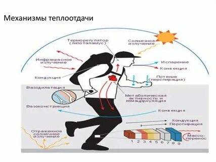 Что способствует теплоотдаче