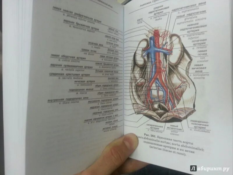 Анатомия медколледж. Русско латинский атлас Билич Зигалова. Анатомия человека русско-латинский атлас Билич. Русско латинский атлас по анатомии Билич. Анатомия человека медицинский атлас Билич Зигалова.