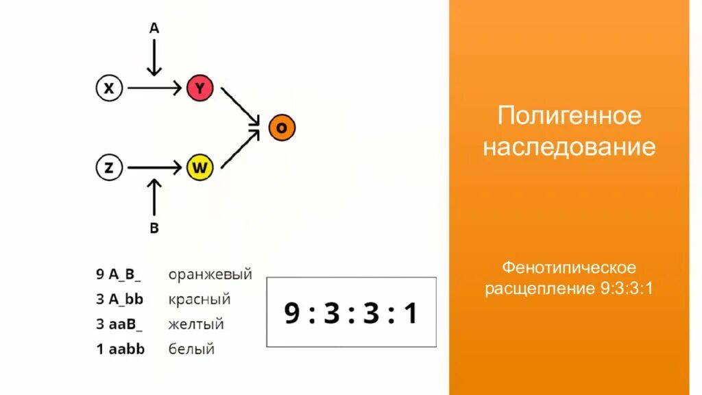 Расщепление 9 3 3 1